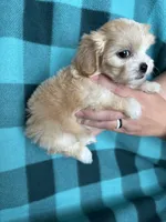 Ulla, a female Shihpoo for sale in Canton, SD – 2 of 4