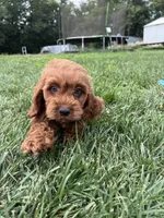 Aslan, a male Cockapoo for sale in Canton, SD – 2 of 7