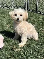 Indo, a male Bichpoo for sale in Canton, SD – Photo 6 of 8