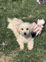 Indo, a male Bichpoo for sale in Canton, SD – Photo 8 of 8