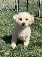 Indo, a male Bichpoo for sale in Canton, SD – Photo 1 of 8
