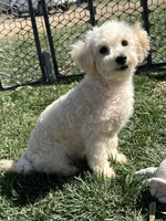 Indo, a male Bichpoo for sale in Canton, SD – Photo 5 of 8