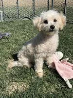 Indo, a male Bichpoo for sale in Canton, SD – Photo 7 of 8