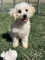 Indo, a male Bichpoo for sale in Canton, SD – Photo 4 of 8