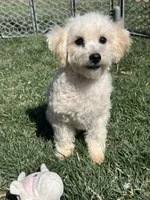 Indo, a male Bichpoo for sale in Canton, SD – Photo 3 of 8