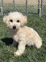 Indo, a male Bichpoo for sale in Canton, SD – Photo 2 of 8
