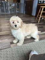 Dani, a female Cockapoo for sale in Canton, SD – 6 of 8