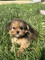 Wrenlee, a female Shorkie for sale in Canton, SD – 5 of 8