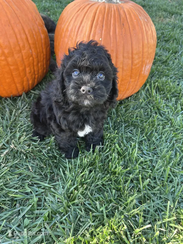 Felix – Cockapoo puppy for sale in Canton, SD