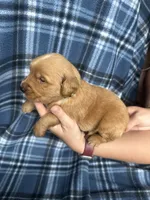 Vincent, a male Golden Retriever for sale in Canton, SD – 2 of 4