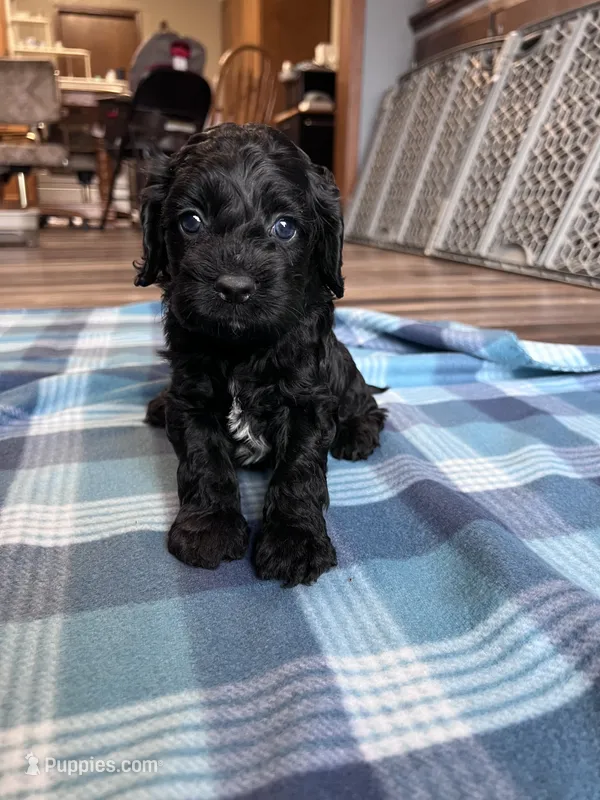 Felix – Cockapoo puppy for sale in Canton, SD
