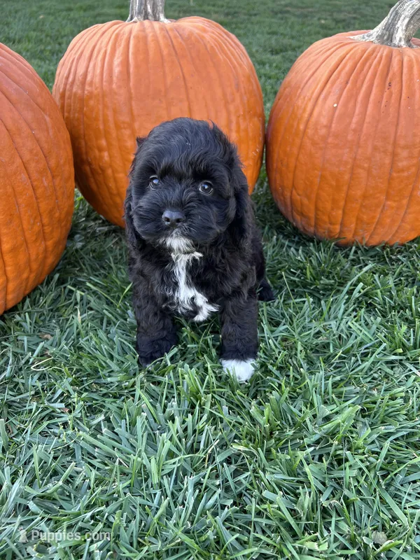 Finn – Cockapoo puppy for sale in Canton, SD