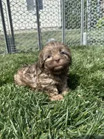 Roberto, a male Shihpoo for sale in Canton, SD – 8 of 8