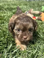 Ruby, a female Shihpoo for sale in Canton, SD – 7 of 9