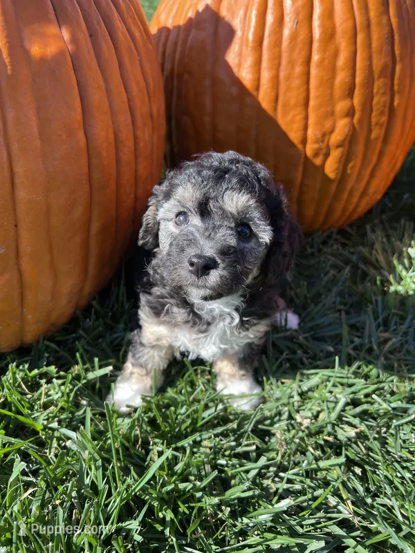 Hershey – Bichpoo puppy for sale in Canton, SD