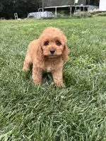 Alana, a female Cockapoo for sale in Canton, SD – 7 of 7