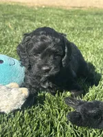 Olive, a female Cockapoo for sale in Canton, SD – 3 of 9