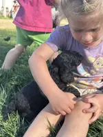 Olive, a female Cockapoo for sale in Canton, SD – 2 of 9