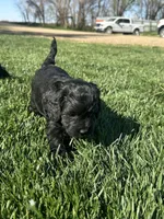 Olive, a female Cockapoo for sale in Canton, SD – 7 of 9