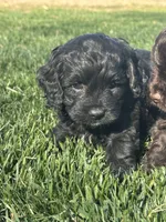 Olive, a female Cockapoo for sale in Canton, SD – 4 of 9
