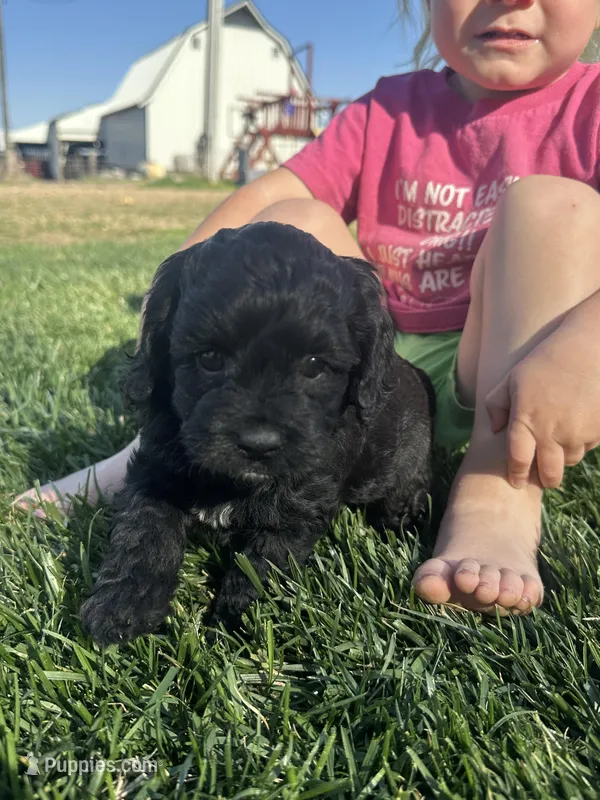 Olive – Cockapoo puppy for sale in Canton, SD
