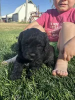 Olive, a female Cockapoo for sale in Canton, SD – 1 of 9