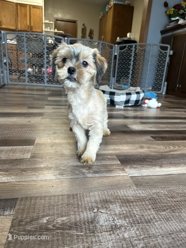 Wendy – Shorkie puppy for sale in Canton, SD