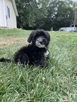Troy, a male Yorkipoo for sale in Canton, SD – 7 of 8