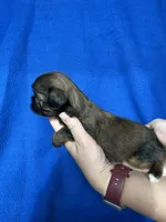 Sadie, a female Shorkie for sale in Canton, SD – 2 of 5
