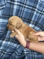 Valor, a male Golden Retriever for sale in Canton, SD – 3 of 4