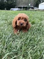 Aslan, a male Cockapoo for sale in Canton, SD – 1 of 7