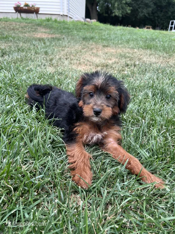 Trixie – Yorkipoo puppy for sale in Canton, SD