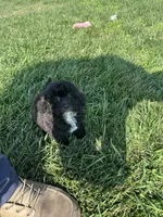 Birdie, a female Bichpoo for sale in Canton, SD – 9 of 9