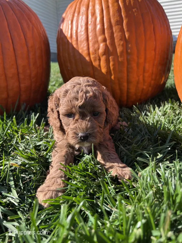 Katie – Cockapoo puppy for sale in Canton, SD