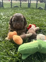 Ruby, a female Shihpoo for sale in Canton, SD – 2 of 9