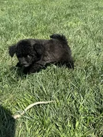 Bamby, a female Bichpoo for sale in Canton, SD – 4 of 8