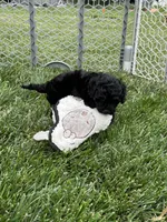 Queen, a female Cockapoo for sale in Canton, SD – 3 of 8