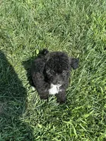 Bamby, a female Bichpoo for sale in Canton, SD – 5 of 8