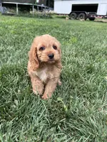 Atlas, a male Cockapoo for sale in Canton, SD – 4 of 7