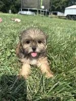 Whitney, a female Shorkie for sale in Canton, SD – 2 of 6