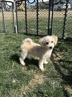 Indie, a female Bichpoo for sale in Canton, SD – Photo 7 of 7