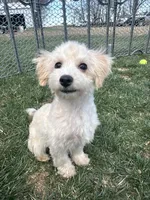 Indie, a female Bichpoo for sale in Canton, SD – Photo 3 of 7