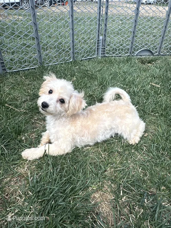 Indie – Bichpoo puppy for sale in Canton, SD