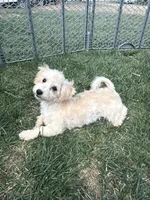 Indie, a female Bichpoo for sale in Canton, SD – Photo 1 of 7