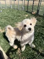 Indie, a female Bichpoo for sale in Canton, SD – Photo 2 of 7