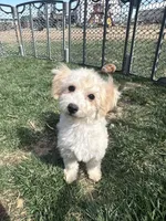 Indie, a female Bichpoo for sale in Canton, SD – Photo 6 of 7