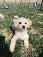 Indie, a female Bichpoo for sale in Canton, SD – Photo 4 of 7