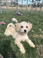 Indie, a female Bichpoo for sale in Canton, SD – Photo 5 of 7