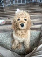 DJ, a male Cockapoo for sale in Canton, SD – 6 of 6
