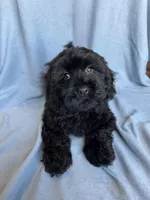 Kim, a female Cockapoo for sale in Canton, SD – Photo 3 of 8